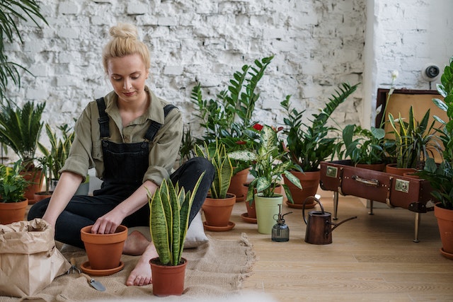 plants
